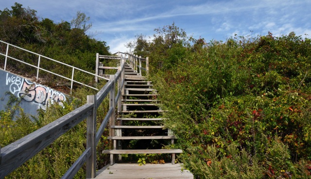 Wood stairs through dune vegetation